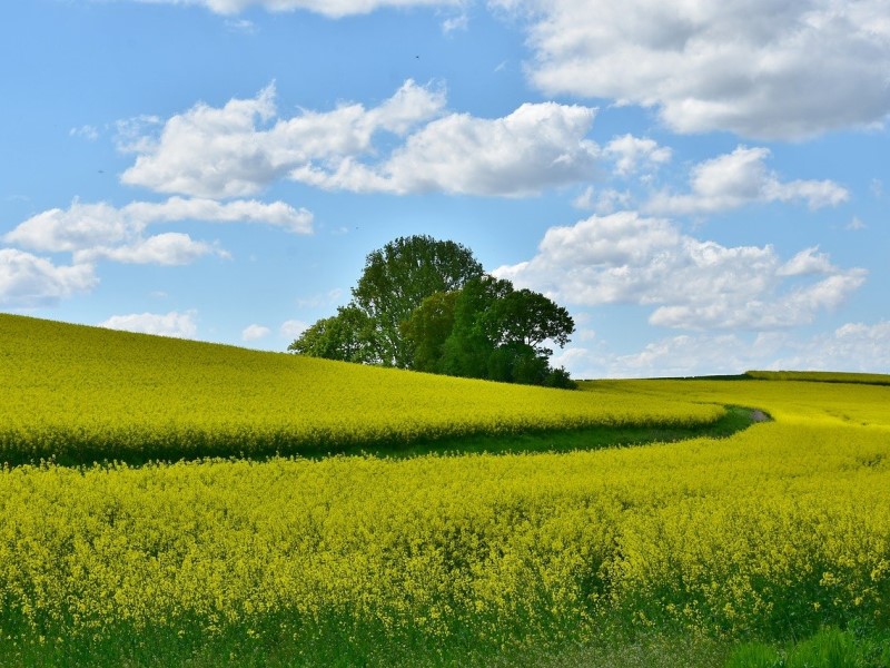 feld agrar-dienstleistungen