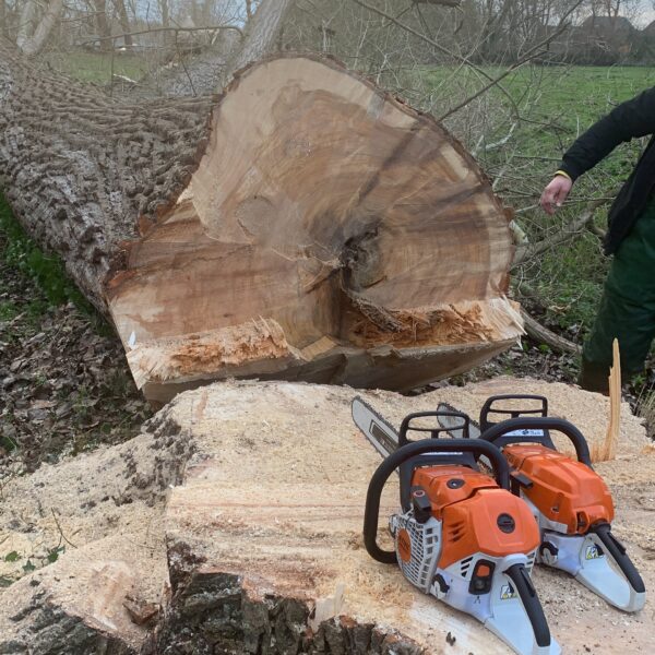 saegen Ein gefällter Baum und zwei Motorsägen auf einem Baumstumpf