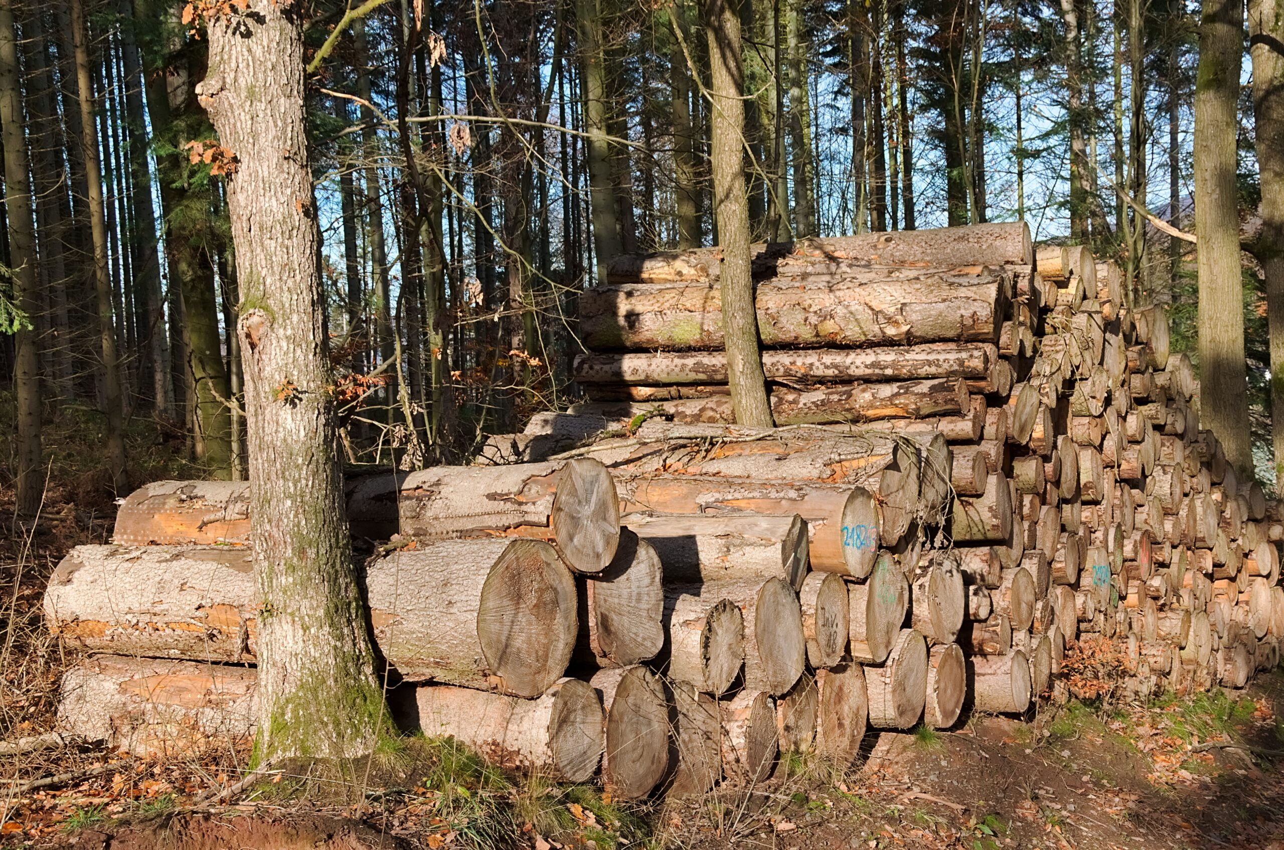 Ein Stapel Holz im Wald